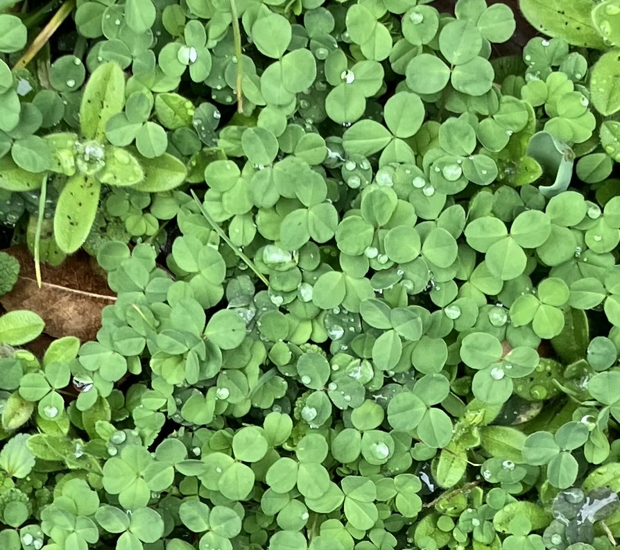 草木萌動(そうもくめばえいずる)